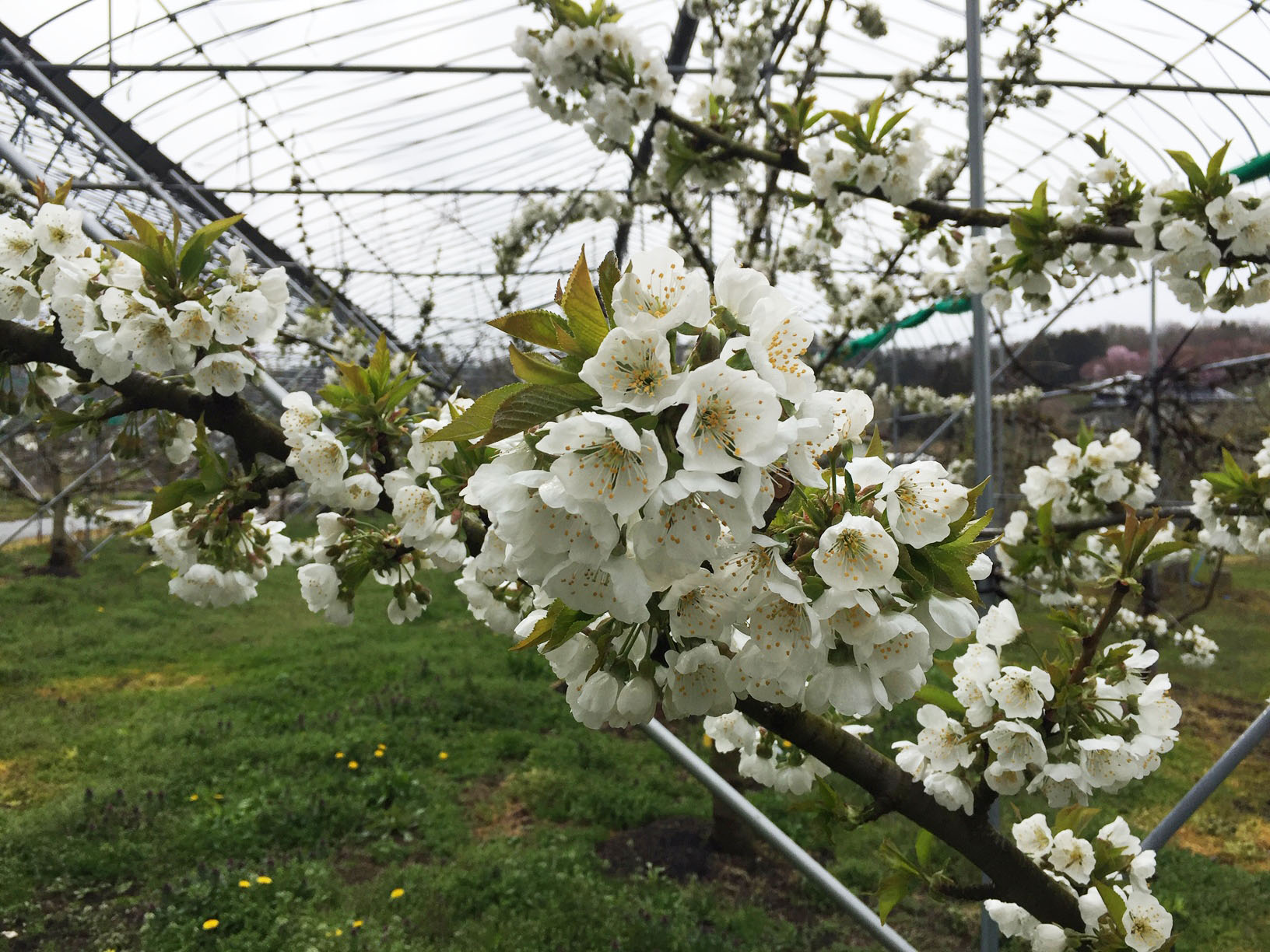 さくらんぼの花 さくらんぼ農園ヌマジリ Net