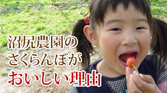 沼尻農園のさくらんぼがおいしい理由