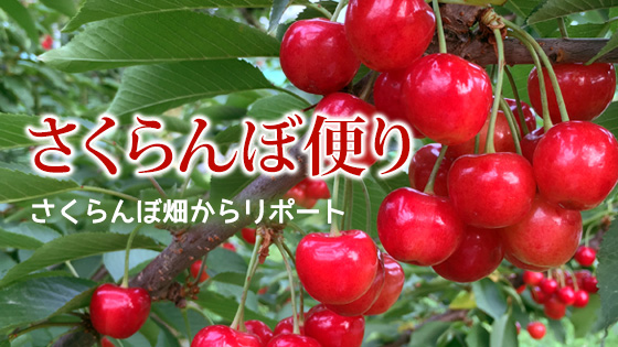 さくらんぼ便り