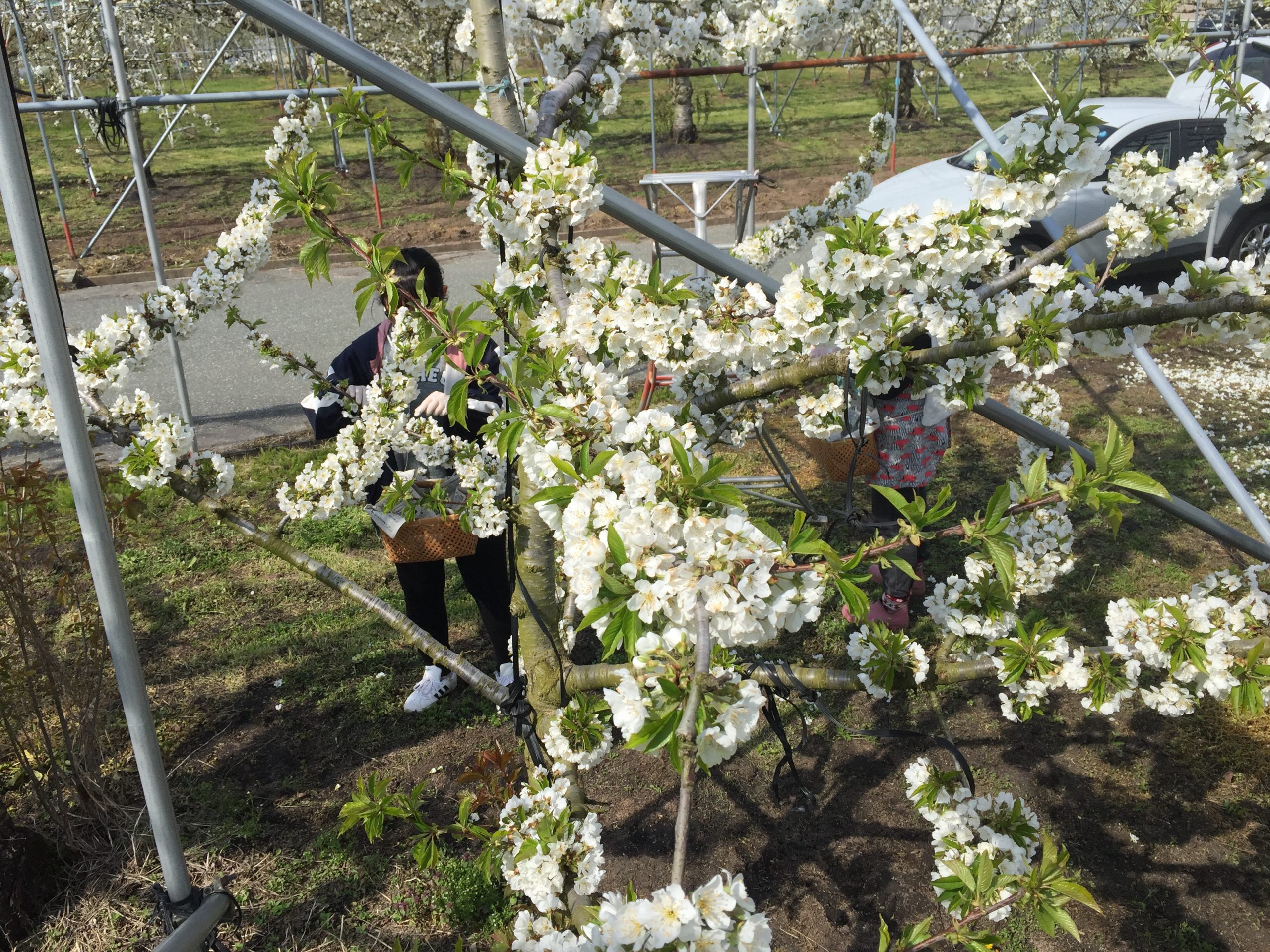 さくらんぼの花摘み さくらんぼ農園ヌマジリ Net