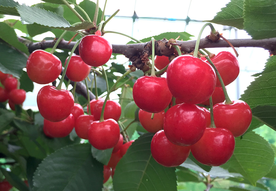 YAMANOBEブランドを世界に！ | 十三代沼尻商店